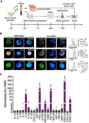 Patient-Derived Bone Marrow Spheroids Reveal Leukemia-Initiating Cells Supported by Mesenchymal Hypoxic Niches in Pediatric B-ALL